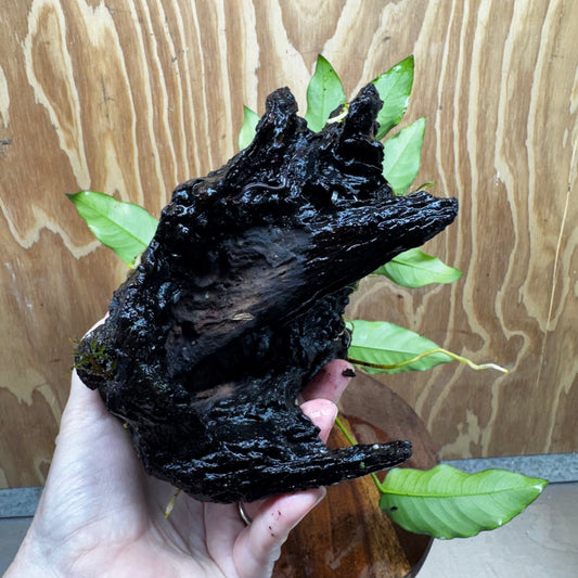 Anubias 'Petite Emerald Heart' on Medium Driftwood Creation - One Only - Fancy