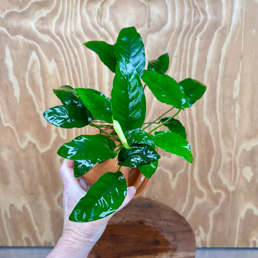Large Terracotta Urn with Anubias Nana - One Only