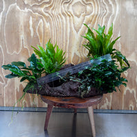 Red Lava Double Volcano with 2 Java Fern, Petite Nana Mother & Lucy Anubias - One Only