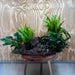 Red Lava Double Volcano with 2 Java Fern, Petite Nana Mother & Lucy Anubias - One Only