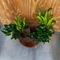 Red Lava Double Volcano with 2 Java Fern, Petite Nana Mother & Lucy Anubias - One Only