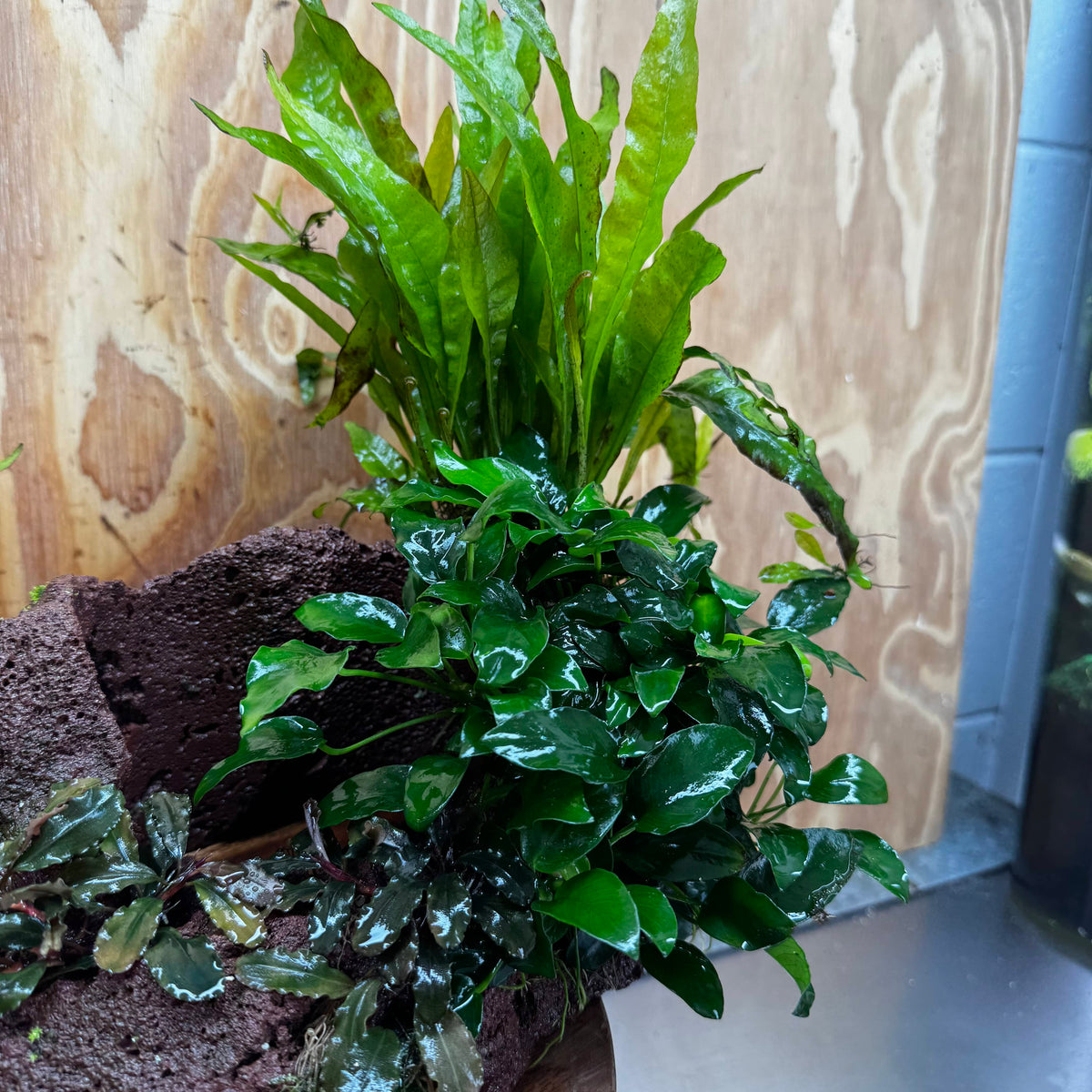 Red Lava Double Volcano with 2 Java Fern, Petite Nana Mother & Lucy Anubias - One Only