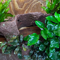 Red Lava Double Volcano with 2 Java Fern, Petite Nana Mother & Lucy Anubias - One Only