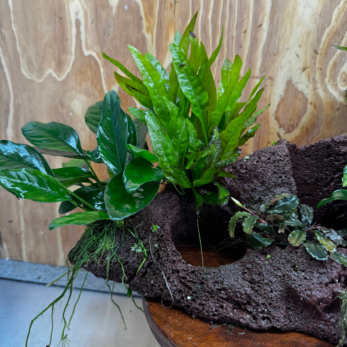 Red Lava Double Volcano with 2 Java Fern, Petite Nana Mother & Lucy Anubias - One Only