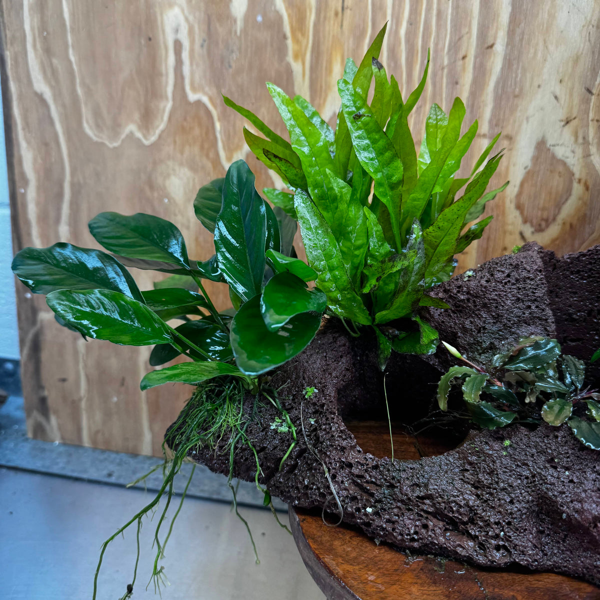Red Lava Double Volcano with 2 Java Fern, Petite Nana Mother & Lucy Anubias - One Only