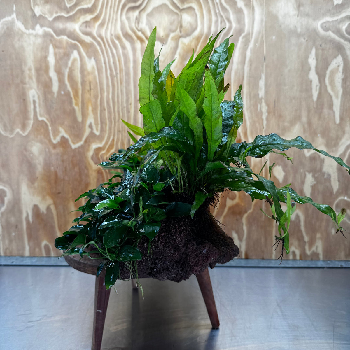 Red Lava Double Volcano with 2 Java Fern, Petite Nana Mother & Lucy Anubias - One Only
