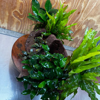 Red Lava Double Volcano with 2 Java Fern, Petite Nana Mother & Lucy Anubias - One Only