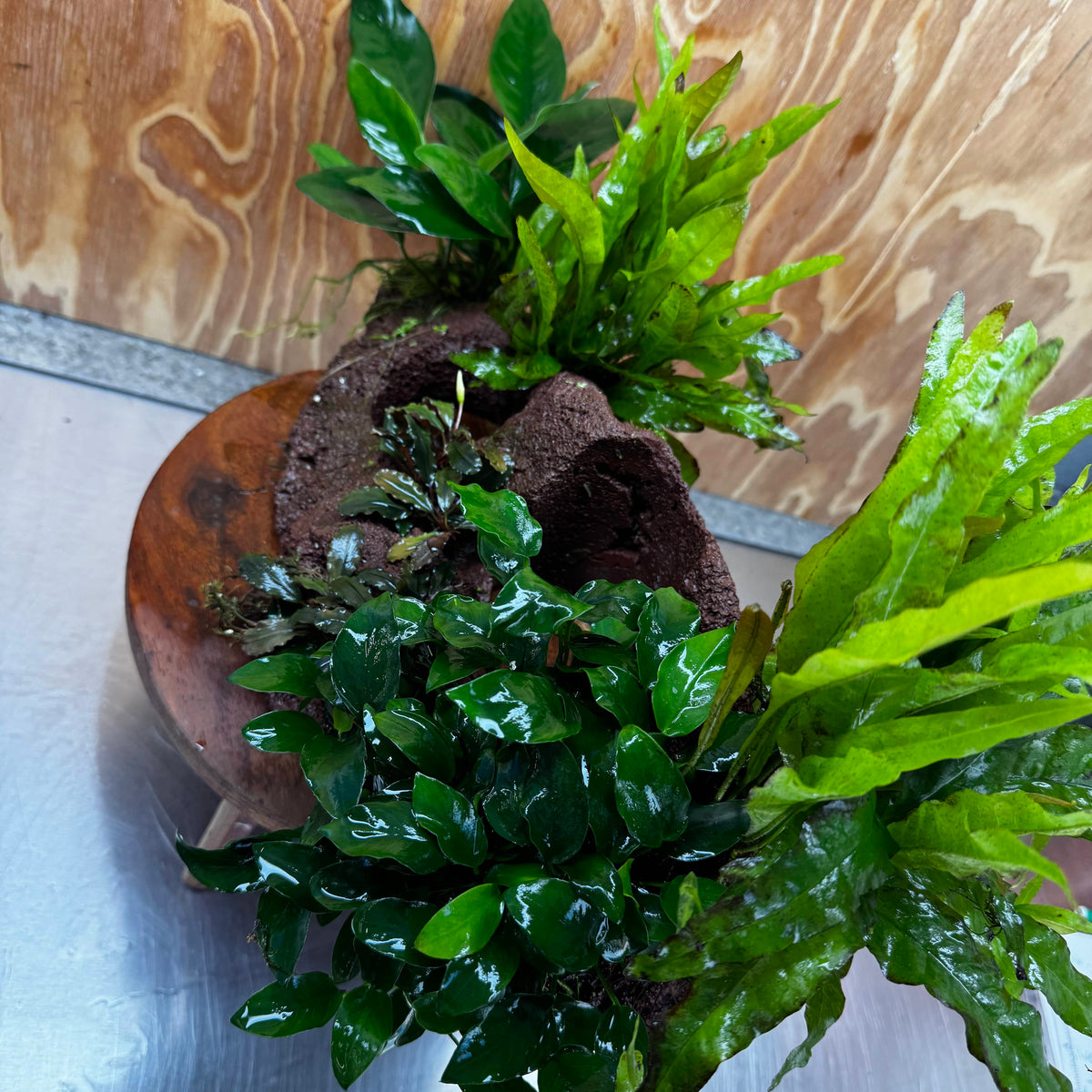 Red Lava Double Volcano with 2 Java Fern, Petite Nana Mother & Lucy Anubias - One Only