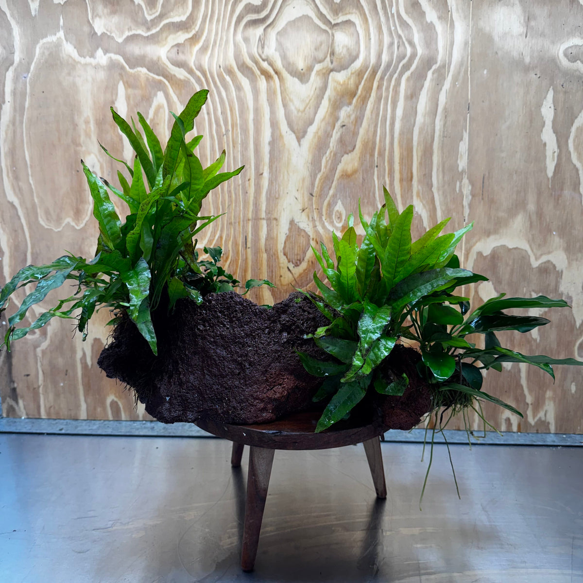 Red Lava Double Volcano with 2 Java Fern, Petite Nana Mother & Lucy Anubias - One Only