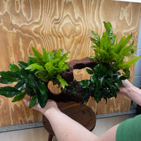 Red Lava Double Volcano with 2 Java Fern, Petite Nana Mother & Lucy Anubias - One Only