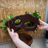 Red Lava Double Volcano with 2 Java Fern, Petite Nana Mother & Lucy Anubias - One Only