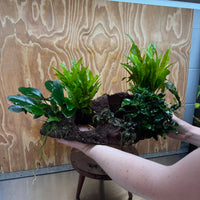 Red Lava Double Volcano with 2 Java Fern, Petite Nana Mother & Lucy Anubias - One Only
