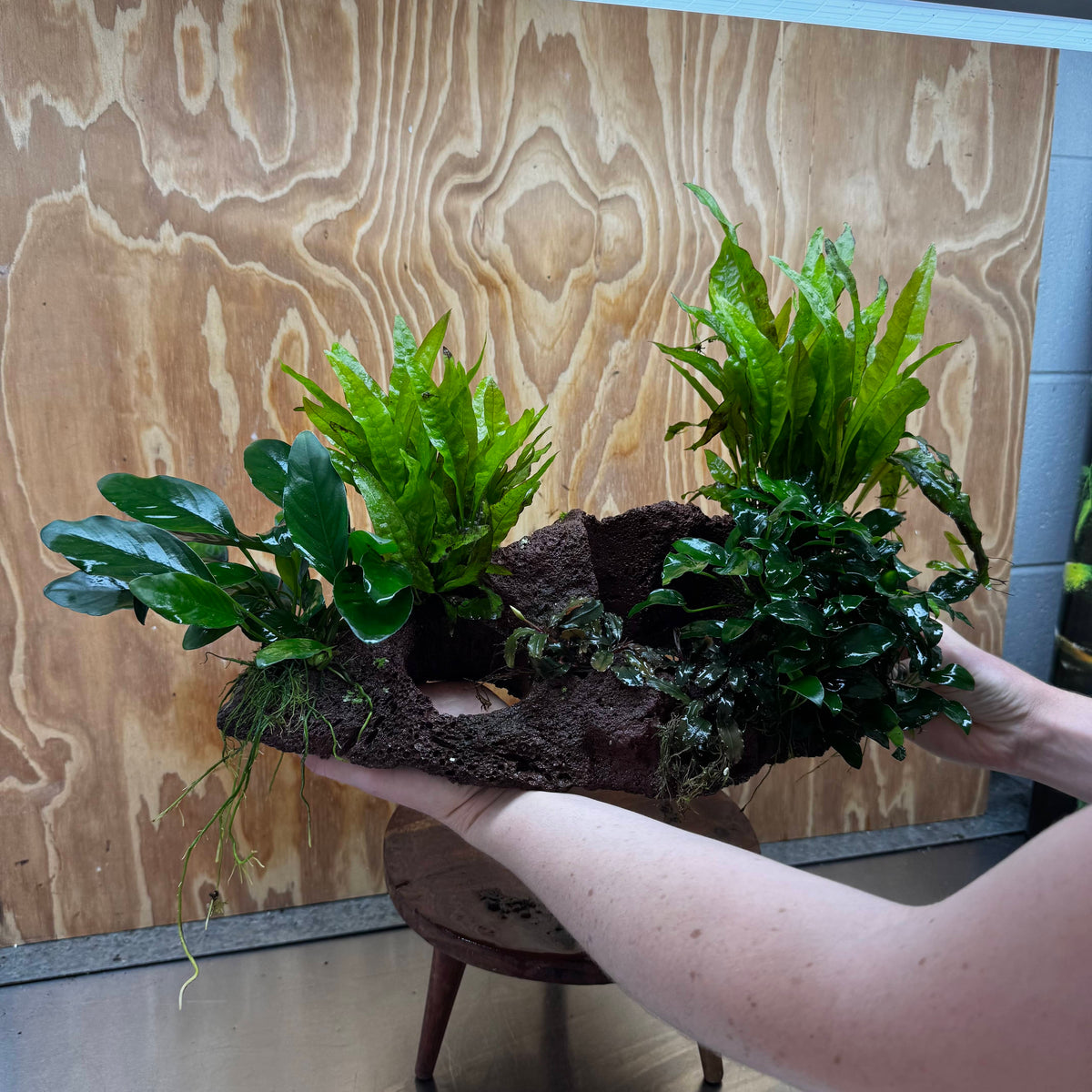 Red Lava Double Volcano with 2 Java Fern, Petite Nana Mother & Lucy Anubias - One Only