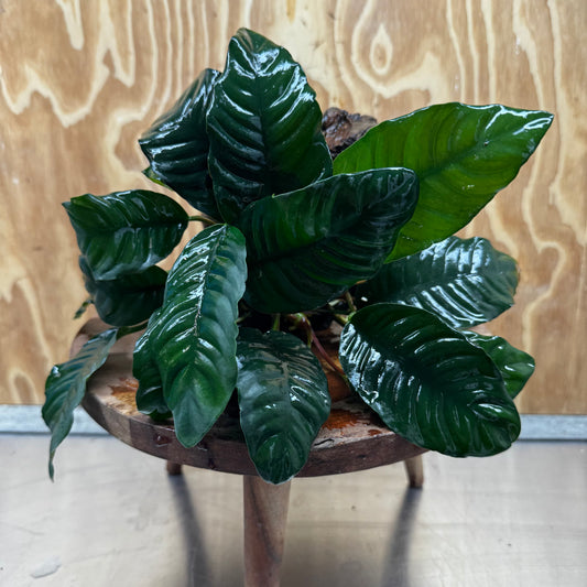 Anubias 'Coffeefolia' on Medium Driftwood Creation - One Only - Grace