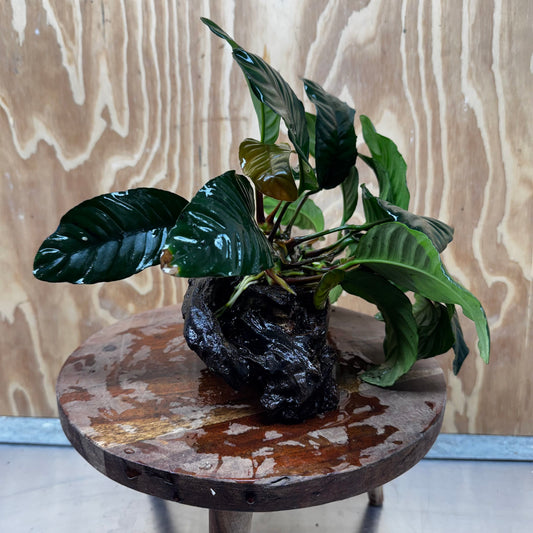 Anubias 'Coffeefolia' on Medium Driftwood Creation - One Only - Grace
