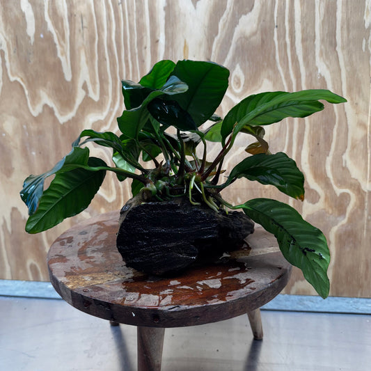 Anubias 'Coffeefolia' on Medium Driftwood Creation - One Only - Grace