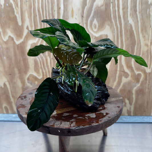 Anubias 'Coffeefolia' on Medium Driftwood Creation - One Only - Grace