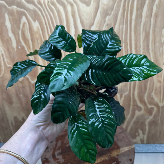 Anubias 'Coffeefolia' on Medium Driftwood Creation - One Only - Grace