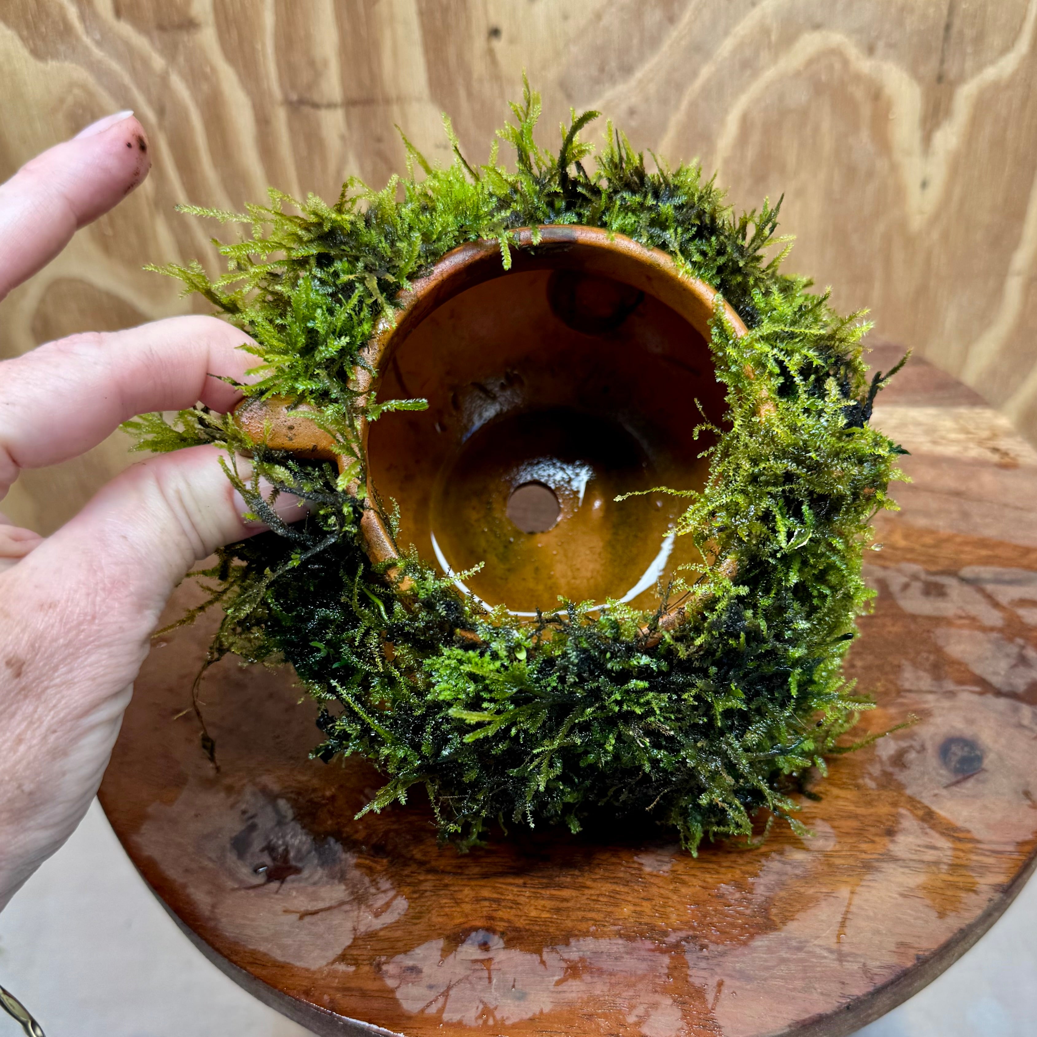 Small Terracotta Urn with Handles and Fontinalis (Java Moss) - One Only