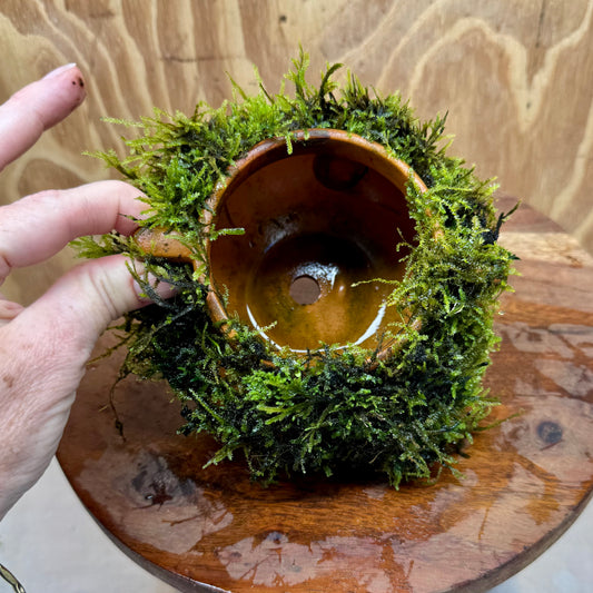 Small Terracotta Urn with Handles and Fontinalis (Java Moss) - One Only