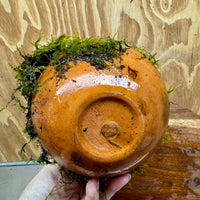 Small Terracotta Urn with Handles and Fontinalis (Java Moss) - One Only