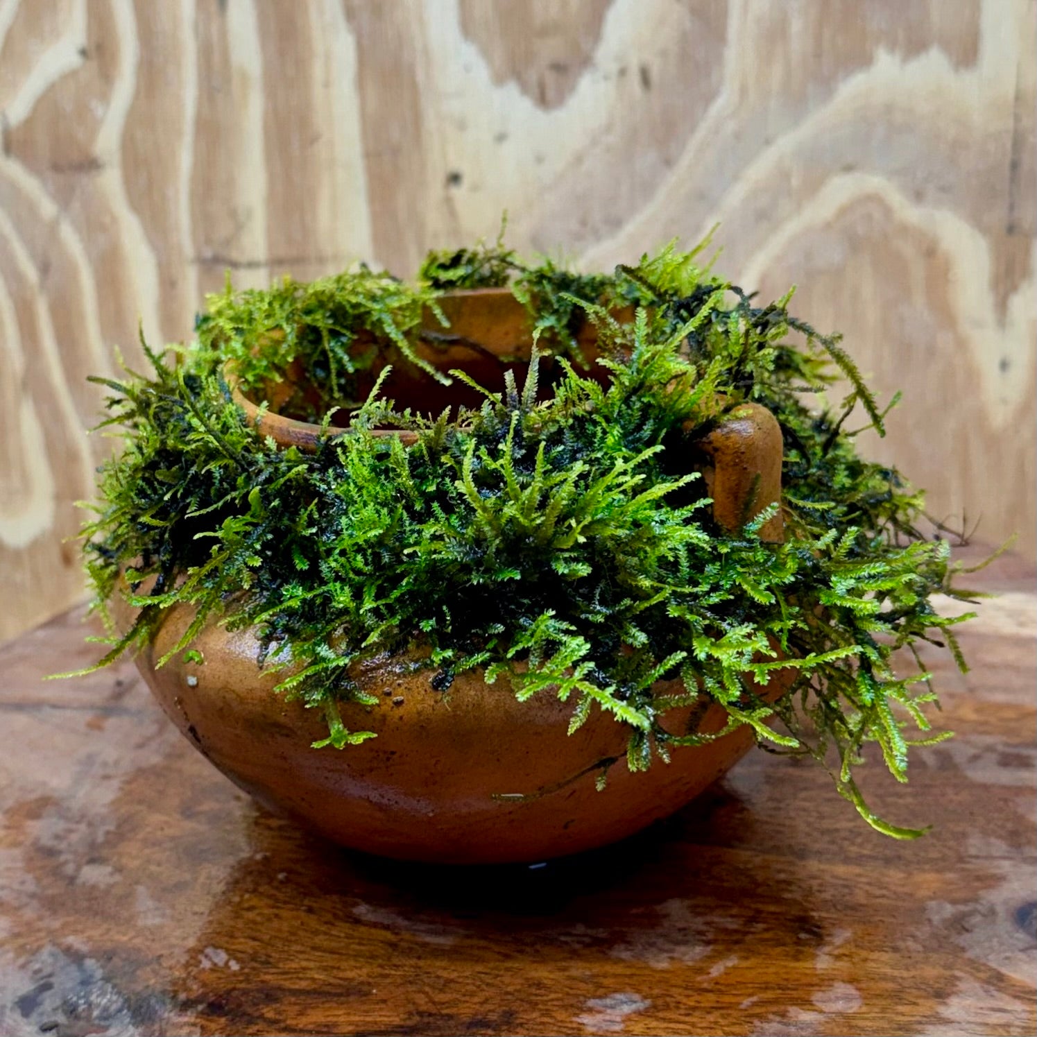 Small Terracotta Urn with Handles and Fontinalis (Java Moss) - One Only