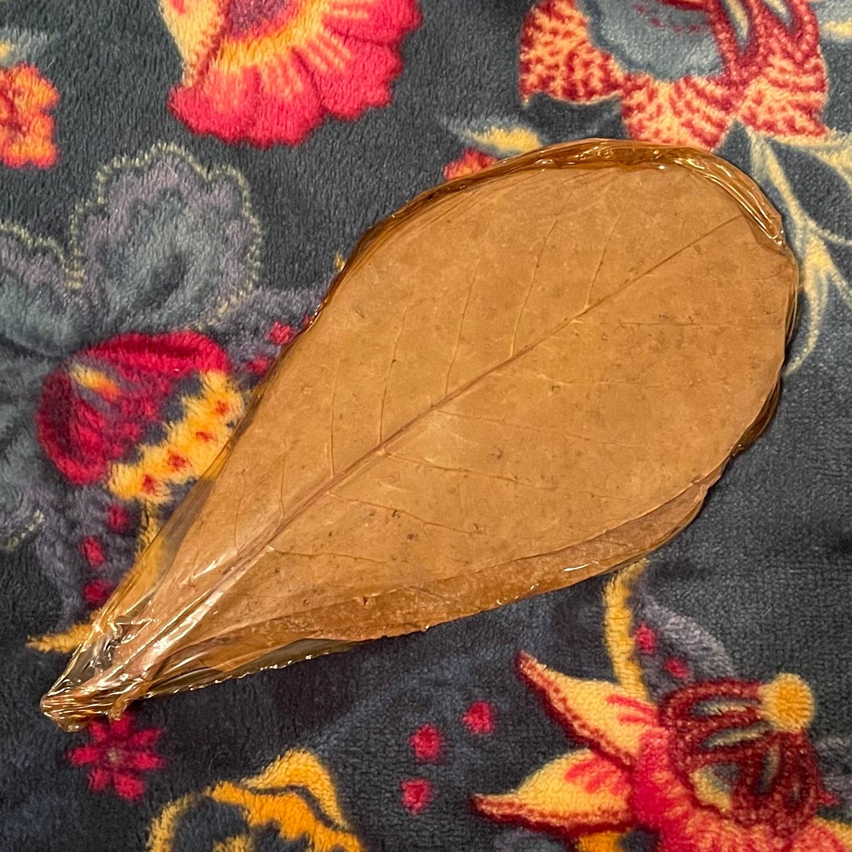Pisces Aquatics Catappa Leaves Indian Almond Leaves or Catappa Leaves (10 leaf pack)