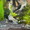 Load image into Gallery viewer, Blue Double Swordtail Guppy Schools (3.5cm)