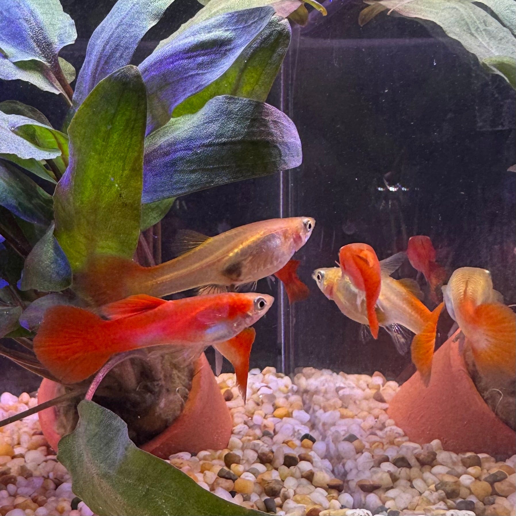 Pisces Aquatics Guppies Red Blond Guppy (3.5cm) Red Blond Guppy - Scapeshop Australia