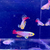 Load image into Gallery viewer, Pisces Aquatics Killifish Guentheri Killifish - Nothobranchius Guentheri