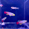 Load image into Gallery viewer, Pisces Aquatics Killifish Guentheri Killifish - Nothobranchius Guentheri