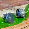Pisces Aquatics Snails Blue Mystery Snail Blue Mystery Snail - Aquarium Snails Australia from Scapeshop