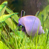 Pisces Aquatics Snails Blue Mystery Snail Blue Mystery Snail - Aquarium Snails Australia from Scapeshop