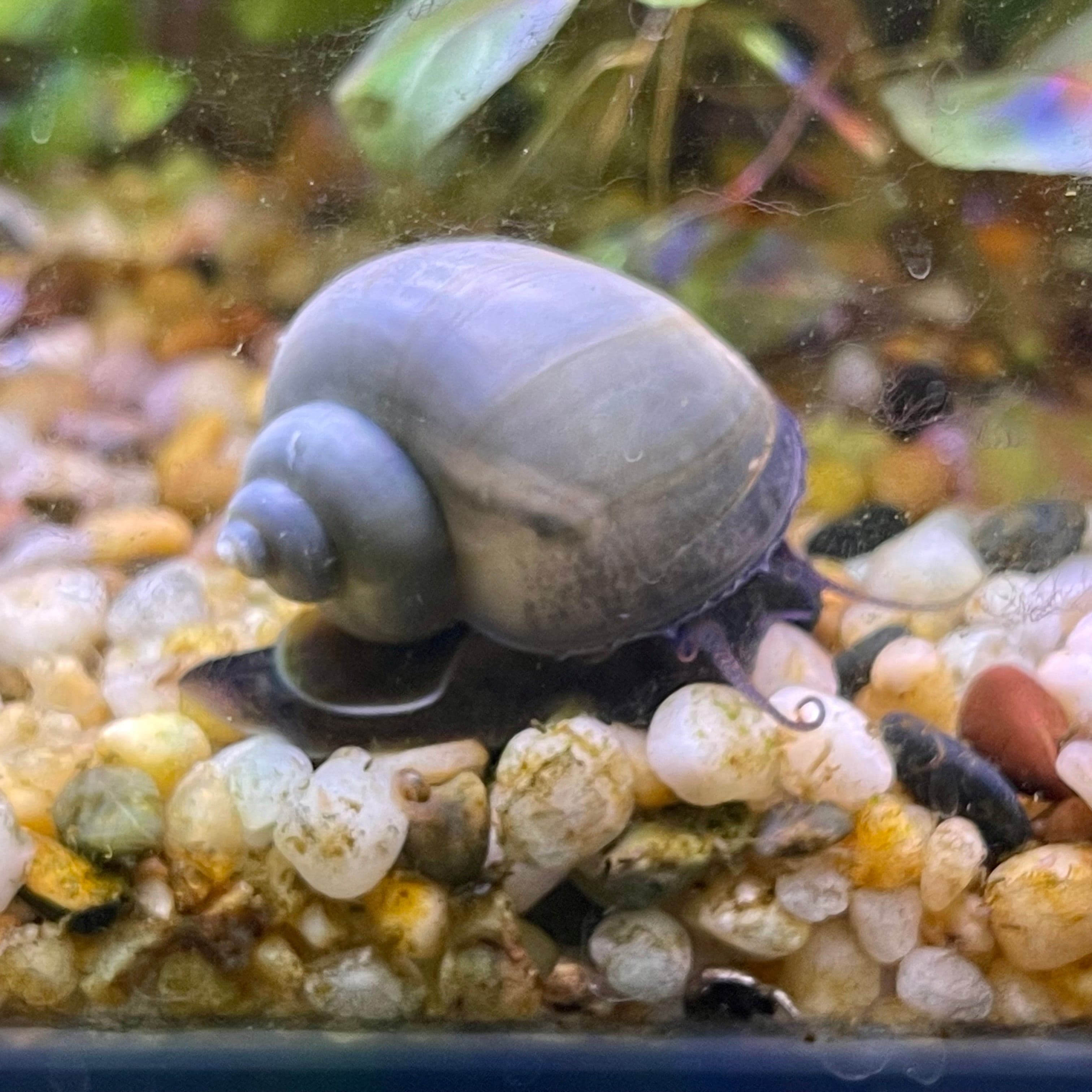 Blue Mystery Snail Aquarium Snails Australia from Scapeshop