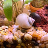 Pisces Aquatics Snails Ivory Mystery Snail Blue Mystery Snail - Aquarium Snails Australia from Scapeshop