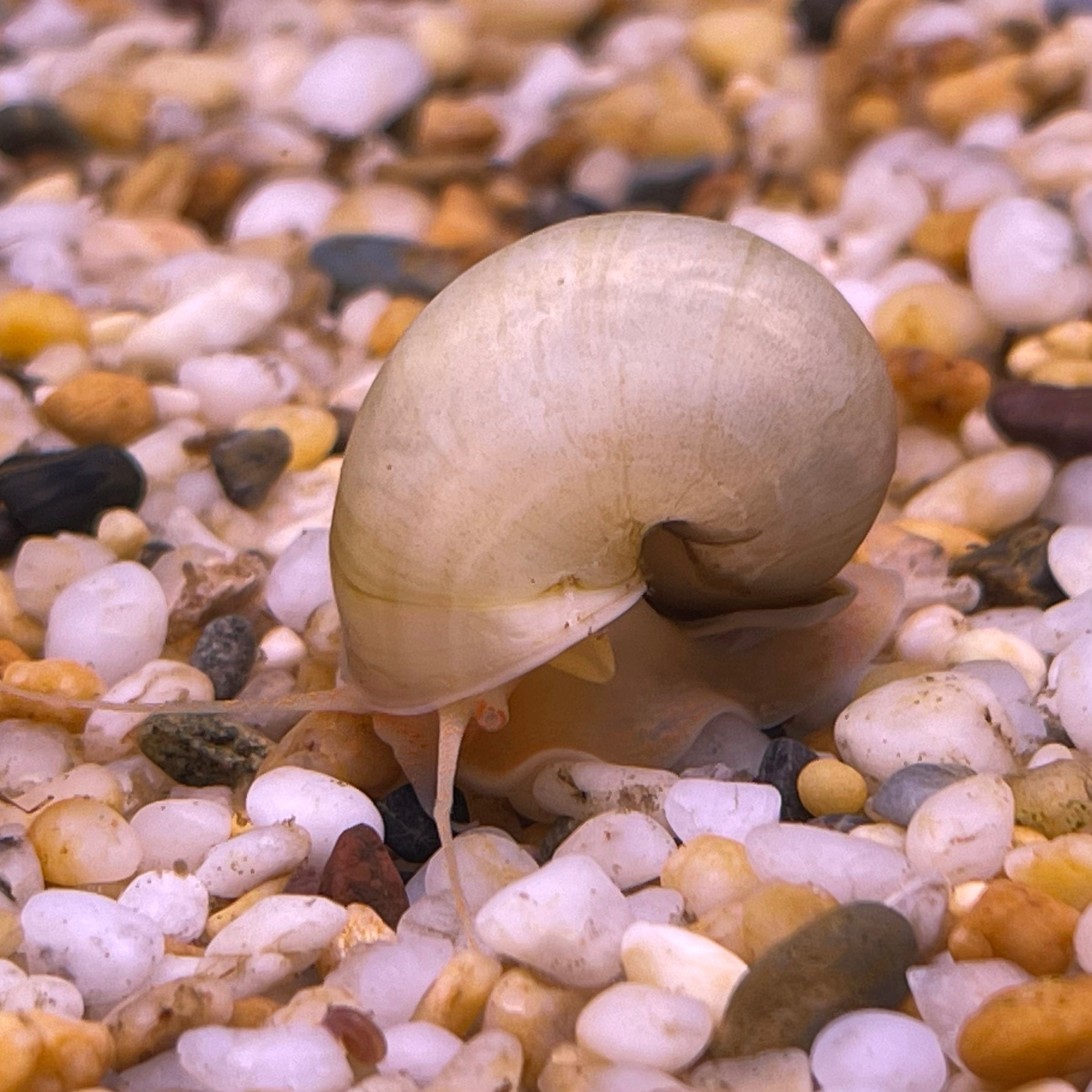 Pisces Aquatics Snails Ivory Mystery Snail Blue Mystery Snail - Aquarium Snails Australia from Scapeshop