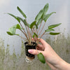 Load image into Gallery viewer, Pisces Enterprises 3cm Terracotta Pot Cryptocoryne Wendtii Broadleaf Advanced Multi-Planted 5cm Pot - Limited Stock