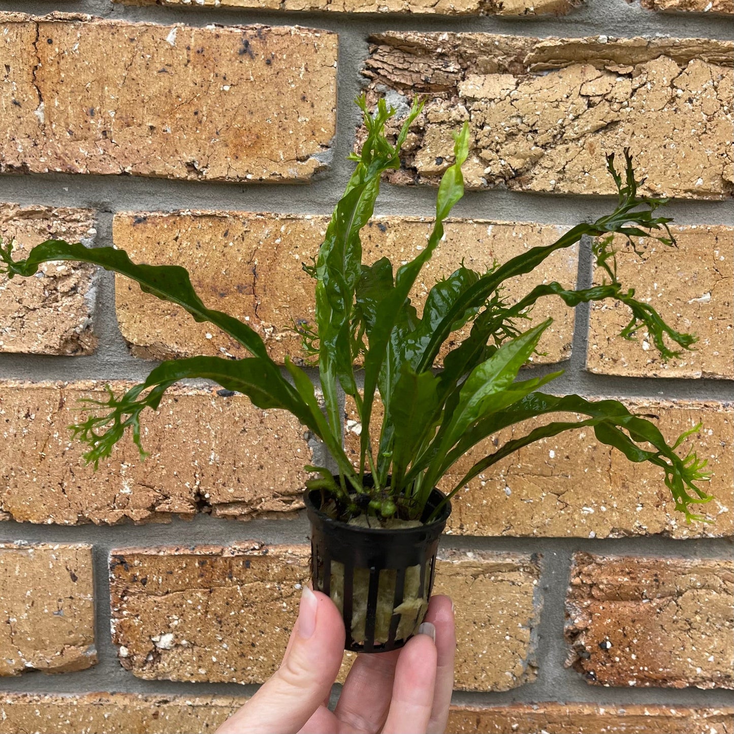 Pisces Enterprises 3cm Terracotta Pot Crested Microsorum (Windelov Java Fern) 5cm Pot