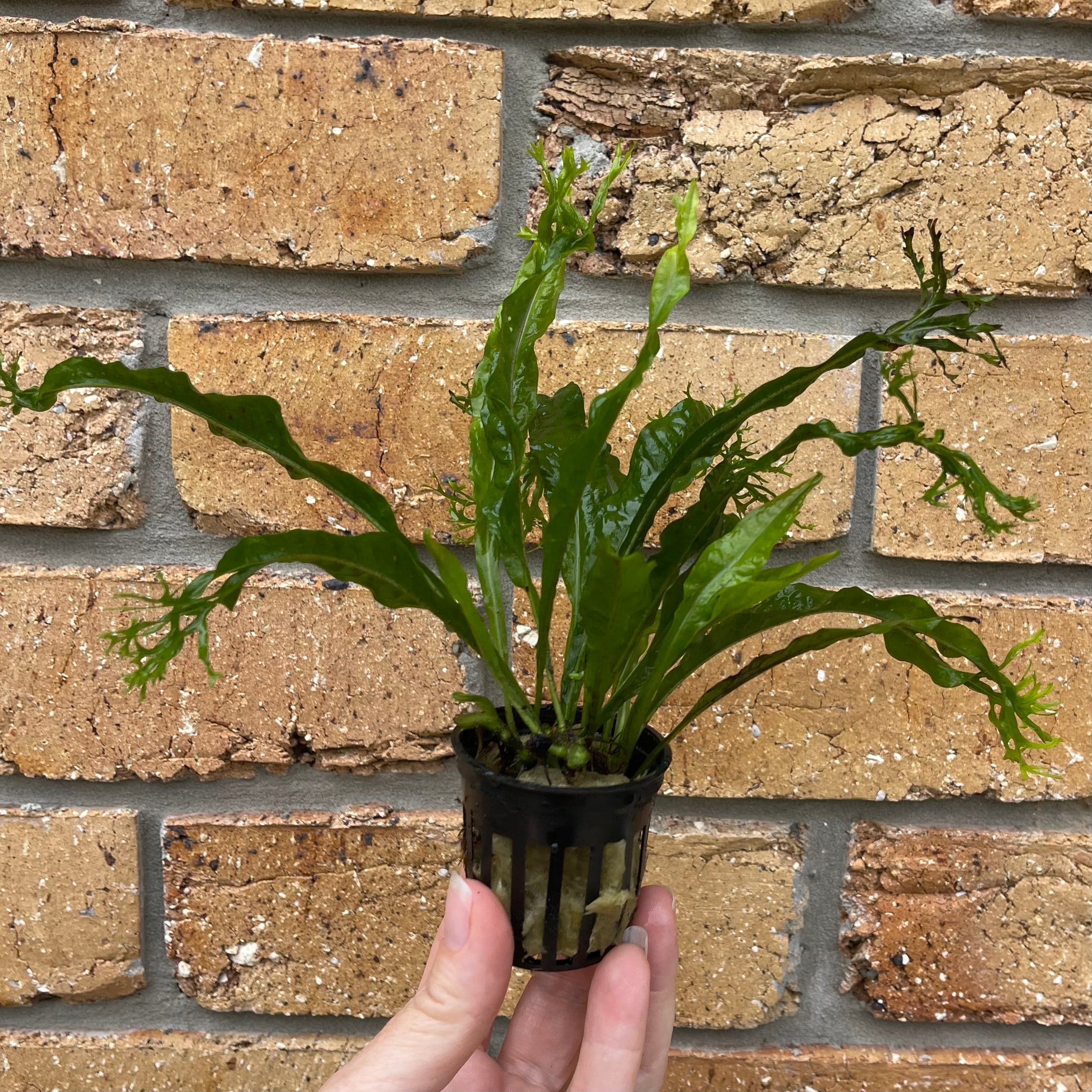 Crested Microsorum (Windelov Java Fern) 5cm Pot – Scapeshop.com.au