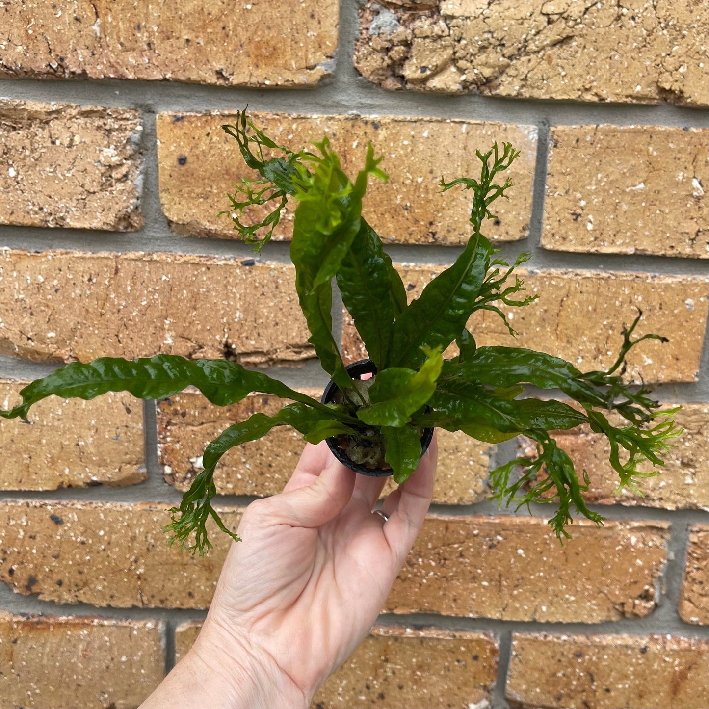 Pisces Enterprises 5cm Pot Crested Microsorum (Windelov Java Fern) 5cm Pot