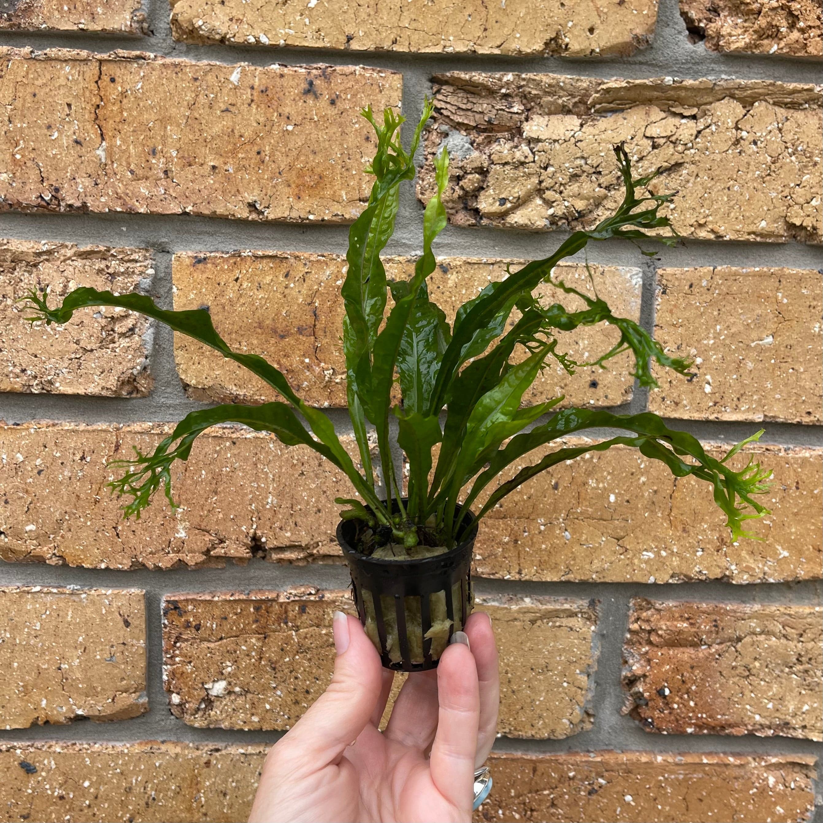 Pisces Enterprises 5cm Pot Crested Microsorum (Windelov Java Fern) 5cm Pot