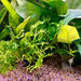 Pisces Enterprises 5cm Pot Crested Microsorum (Windelov Java Fern) 5cm Pot