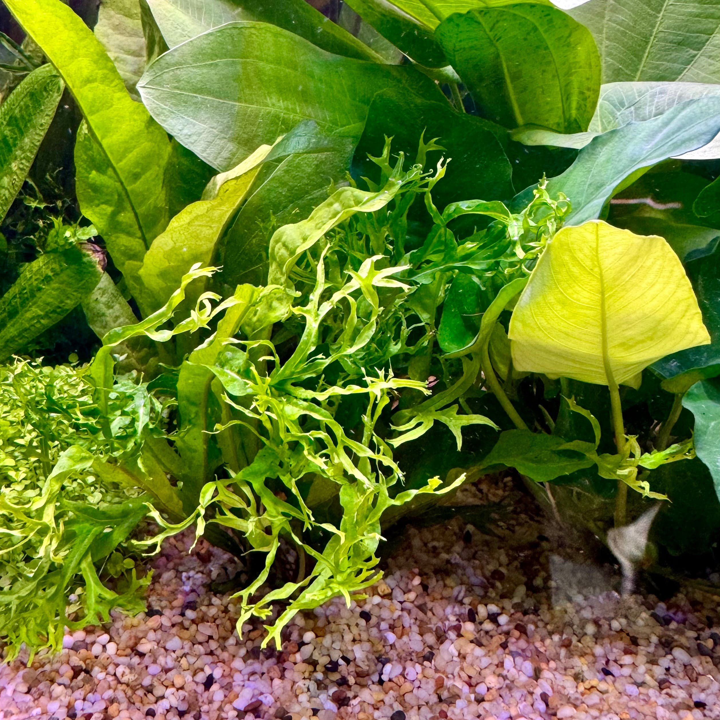 Crested Microsorum (Windelov Java Fern) 5cm Pot – Scapeshop.com.au