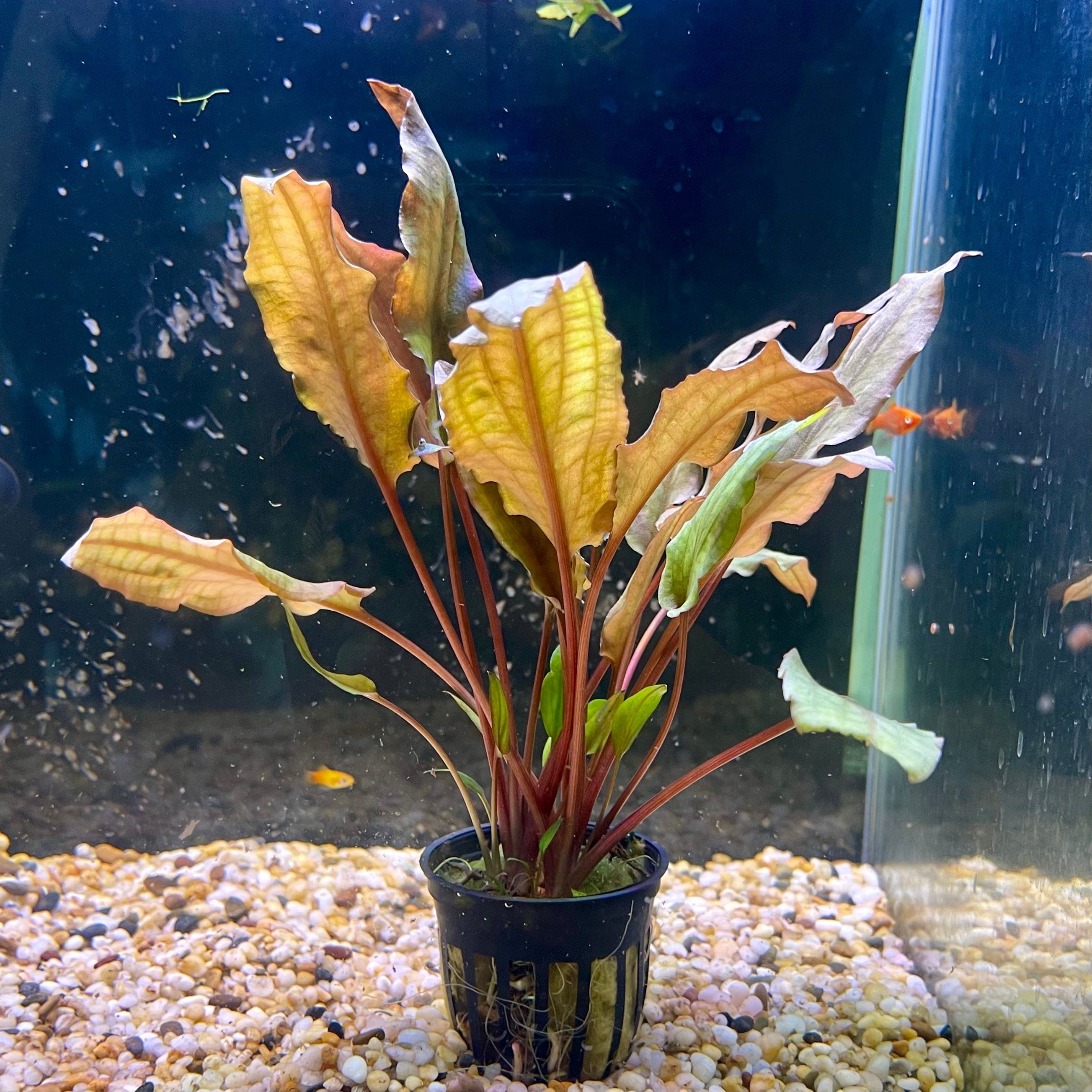 Buy Aquarium Plants Online Cryptocoryne Mi Oya 5cm Pot Scapeshop Scapeshop