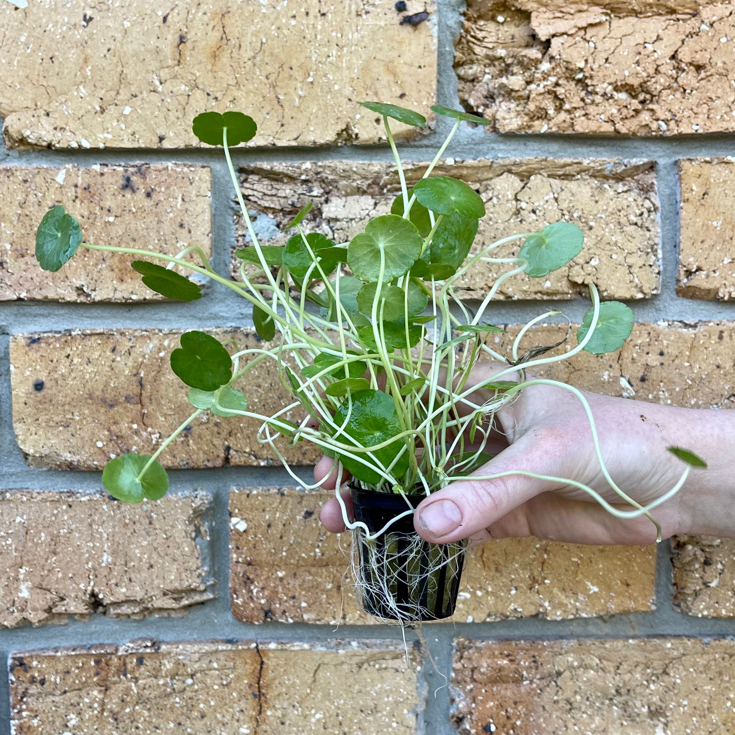 Pisces Enterprises 5cm Pot Hydrocotyle verticillata ~ “Shield Penny” 5cm Pot