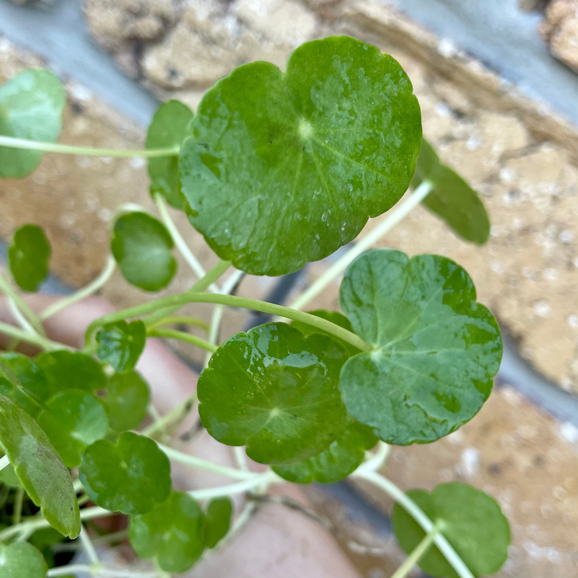 Pisces Enterprises 5cm Pot Hydrocotyle verticillata ~ “Shield Penny” 5cm Pot