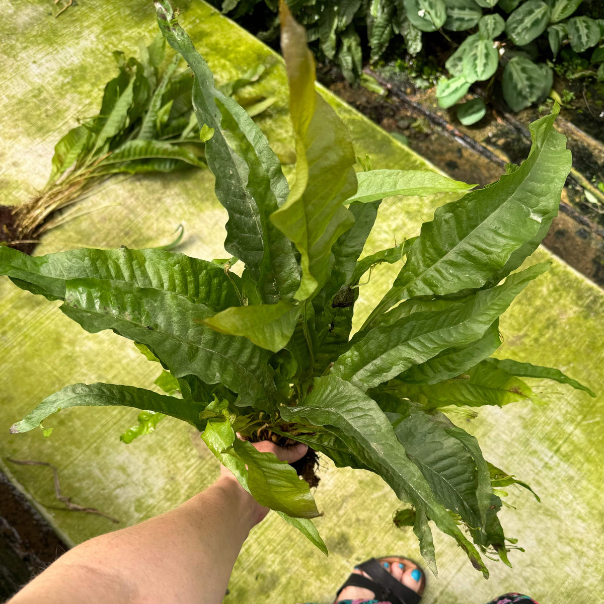 Java Fern Indo 'Indo' Microsorum pteropus (Indo Java Fern) Extra-large Bareroot ...