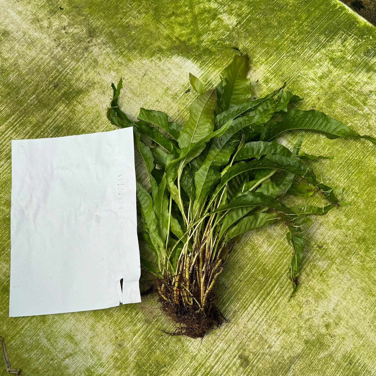 Java Fern Indo 'Indo' Microsorum pteropus (Indo Java Fern) Extra-large Bareroot ...