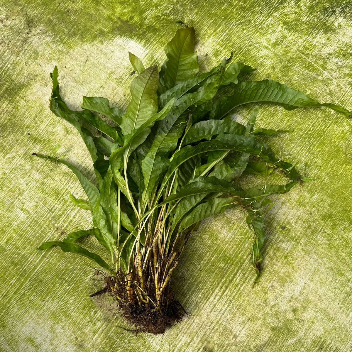Java Fern Indo 'Indo' Microsorum pteropus (Indo Java Fern) Extra-large Bareroot ...