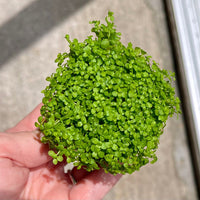 Pisces Enterprises 5cm Pot Micranthemum “Takashi Carpet” 5cm Pot